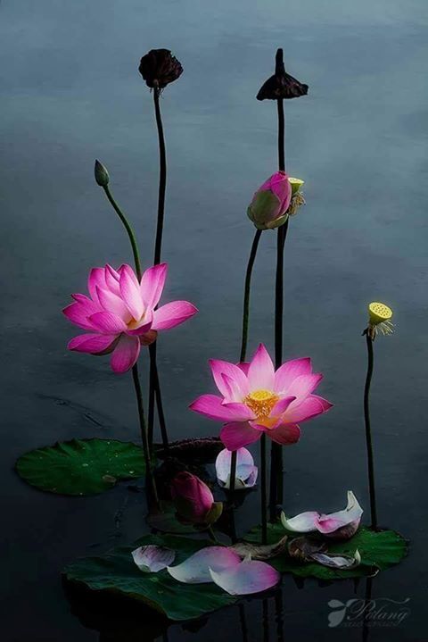 Lotus Pair