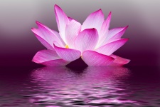 lotus