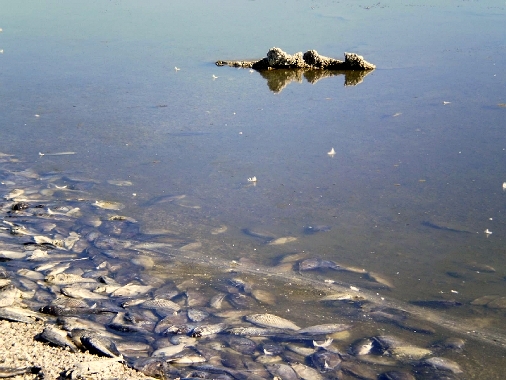 Salton Sea