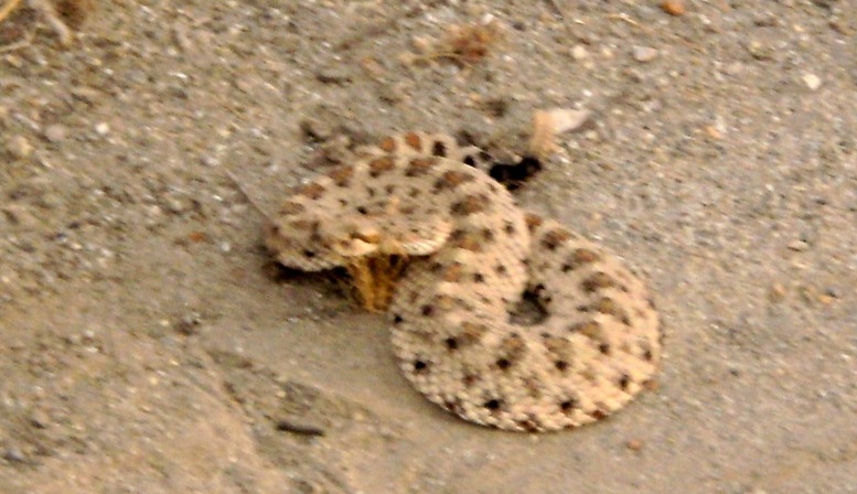 rattlesnake